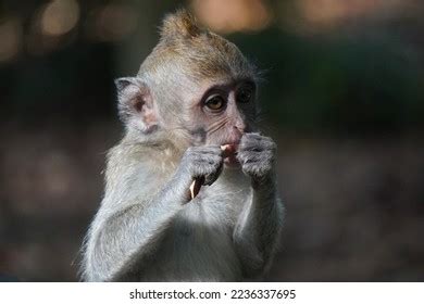 Image result for Monkey Smiling