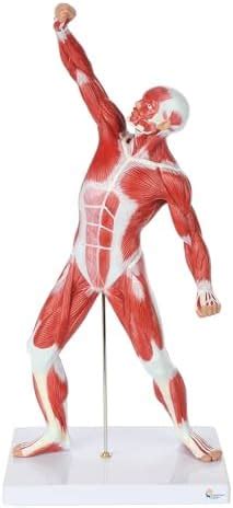 Myaskro® 20” Mini Muscular System Model, Human Muscular Anatomy Model ...
