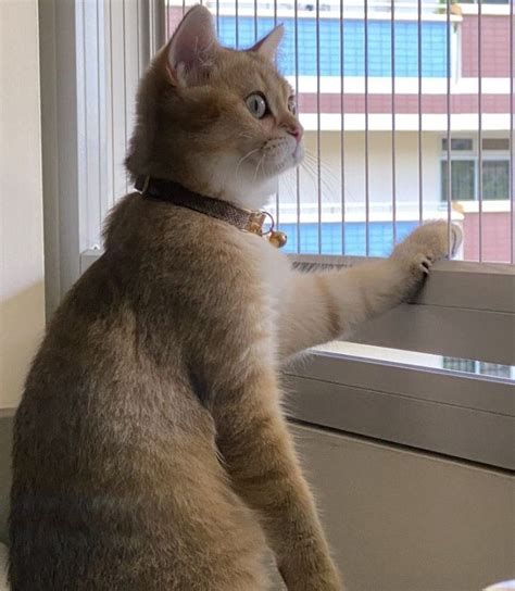 Gopika Invisible Grills