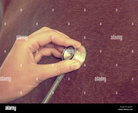 Veterinarian use stethoscope to the lungs of a brown horse. Suspected ...