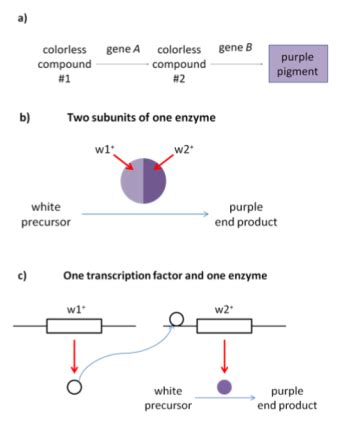 Image result for Complementation Genetics