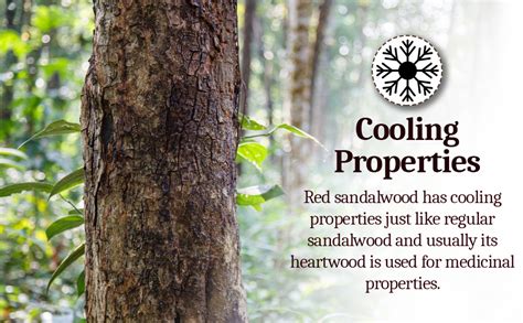 GREEN WORLD Red Sandalwood Seeds (10 Seeds) : Amazon.in: Garden & Outdoors