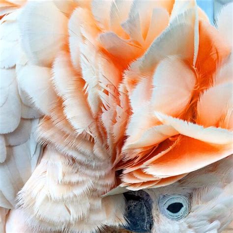 Close-up of orange bird | Premium Photo
