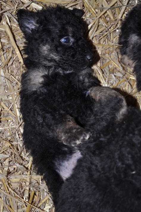 Hütehund Welpen in Meßstetten- Tieringen | Tiere | Kleinanzeigen