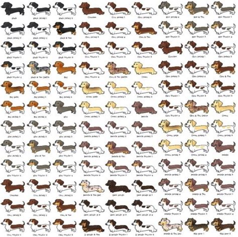 One of each please | Dachshund puppies, Dachshund lovers, Dachshund love