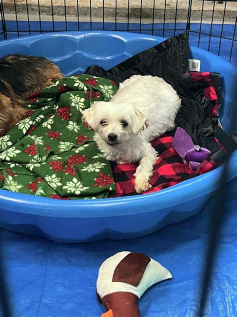 Midland Humane Society to take in 20 dogs saved from puppy mills