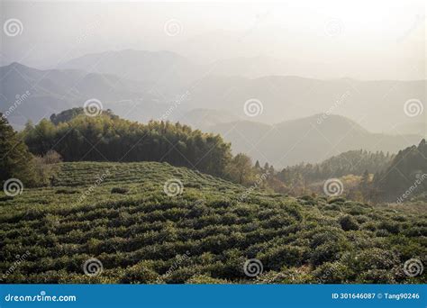 Tea Plantation in Moganshan, China Stock Image - Image of green ...