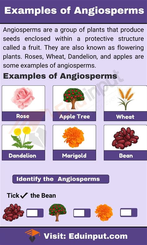 10 examples of angiosperms – Artofit
