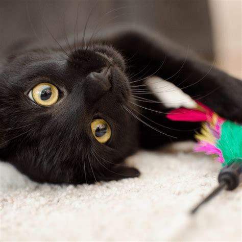 Cat Behaviors: What Causes Cat Zoomies? • Kritter Kommunity