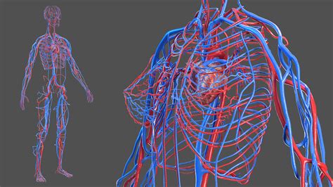 3D Female Cardiovascular System Anatomy | 3D Molier International
