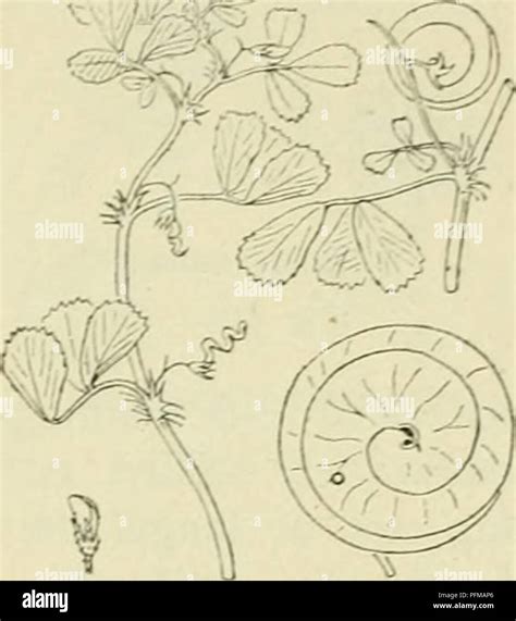 This image from 'De flora van Nederland' highlights the Papilionaceae ...