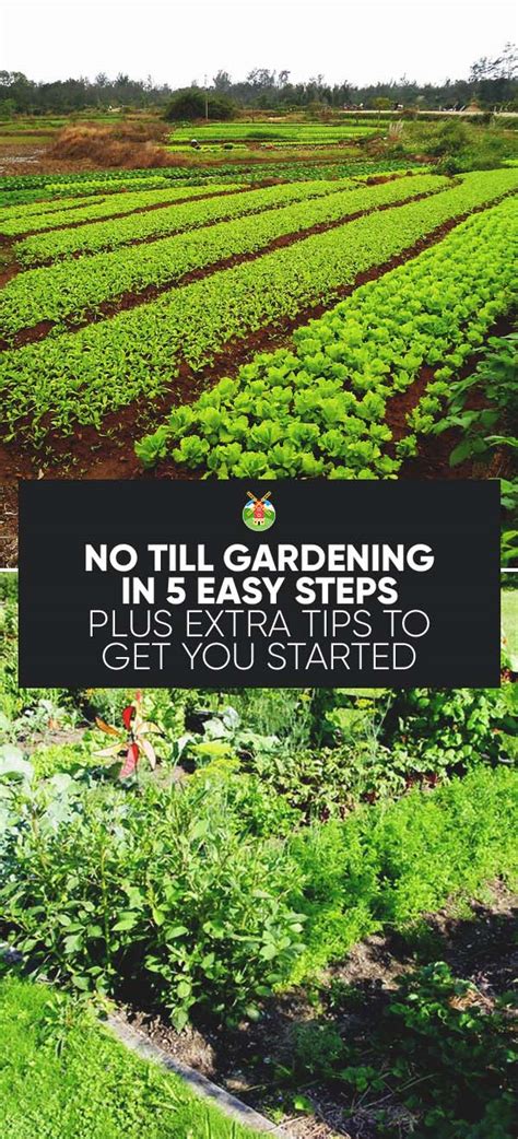 No-Till Gardening Techniques 的图像结果