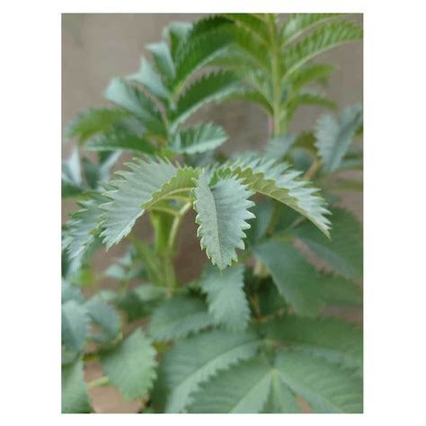 Melianthus major | Seeding