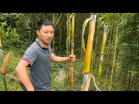 挖竹笋的季节己接近尾声，小伙赶忙挖了些嫩的，不然全变成竹子了 - YouTube