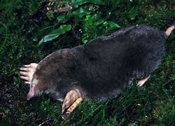 Image result for Mole