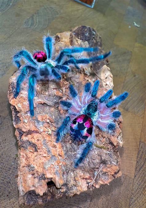 Brazilian Jewel Tarantula - Typhochlaena seladonia - For Sale ...