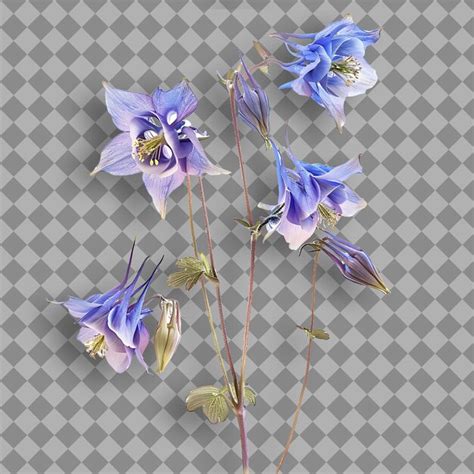 Columbine branch tall and upright with hairy stems large and isolated ...
