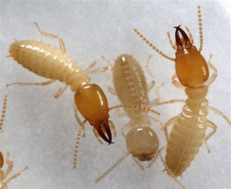 Formosan Termites | Team Pest USA
