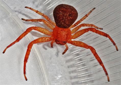 Crab Spider Poisonous at Arnulfo Vickie blog