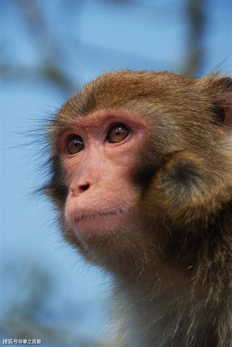 2022年属猴人的每月运势,04年12出生到2022年多大？_2345实用查询