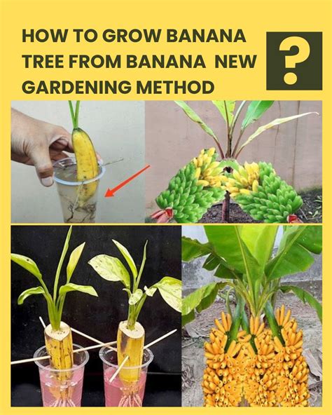 How to Start Banana Tree 的图像结果