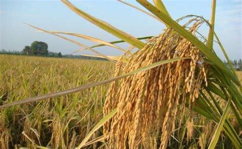 杂交水稻和转基因水稻的区别_360问答