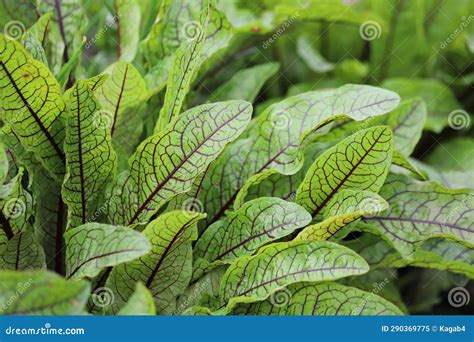 Rumex Sanguineus. Green Leaves with Dark Red Veins of the Blood Dock ...