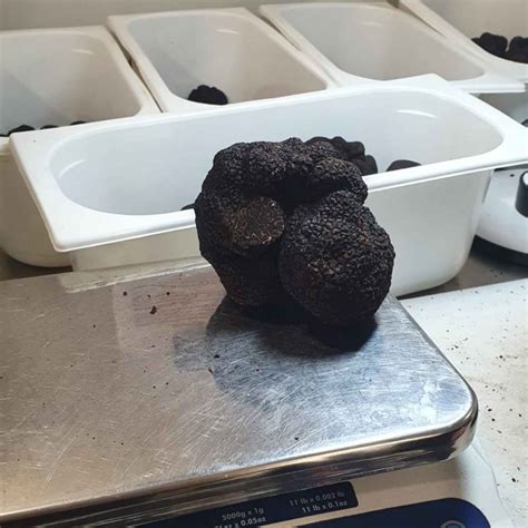 Black Winter Truffles, Australian Tuber Melanosporum