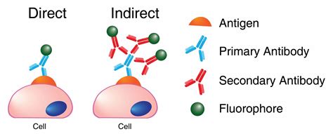 Secondary Antibodies – Caltag Medsystems