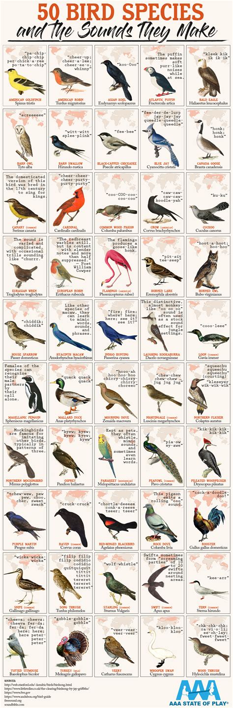 Types Of Birds