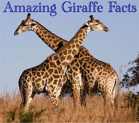 30 Giraffe Facts and Photos: Fun Animal Facts for Kids - HubPages
