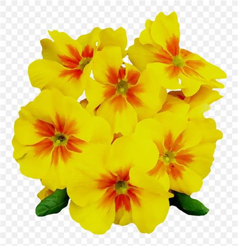 Common Evening-primrose Image Clip Art, PNG, 1585x1639px, Common ...