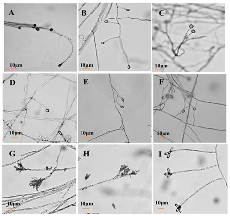 JoF | Special Issue : Isolation and Control of Fruit and Vegetable Rot ...