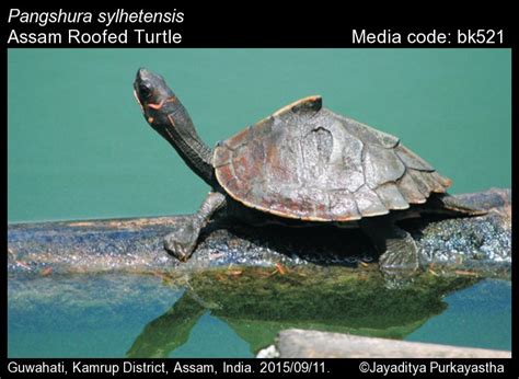 Pangshura | Reptiles