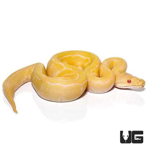 Image result for Baby Albino Ball Python