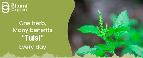Bhumi Organic Tulsi Leaves Powder (300g) – Holy Basil for Immunity ...