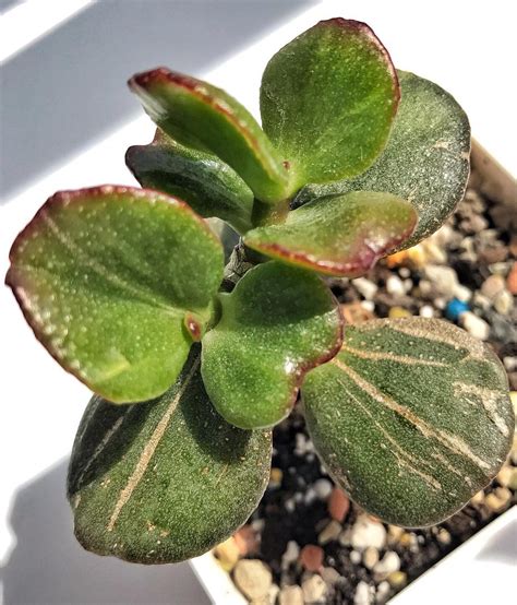 Can Jade Plants Live Outside The Ultimate Guide To Keeping Them Happy And Healthy