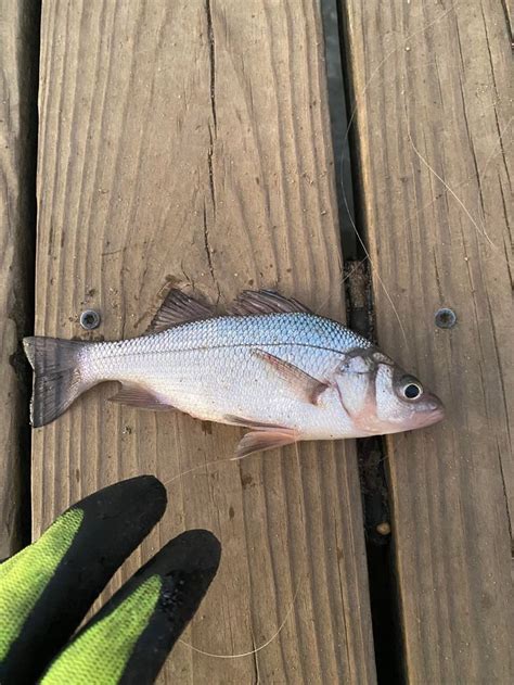 Fish Identification 的图像结果