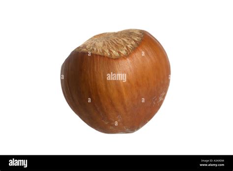 Image result for Hazelnut in Shell