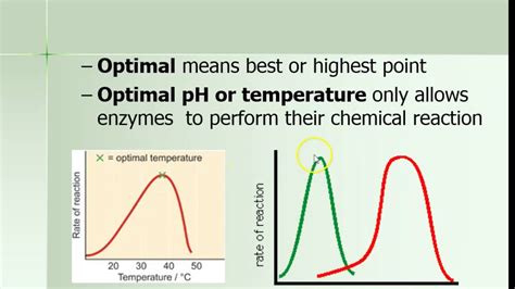 Image result for PH and Enzyme Function