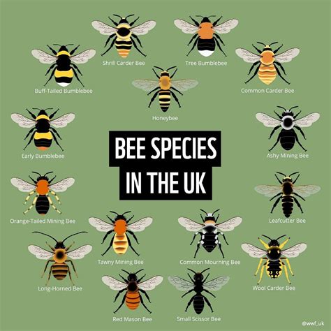 Image result for Bee Coding Java
