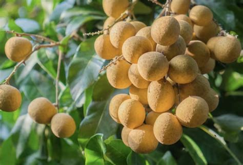 Longan fruit guide: Discovering Thailand's sweet gem | Thaiger