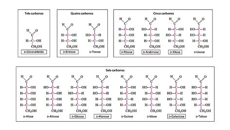 Estructura Básica De Los Carbohidratos Estructura De Carbohidratos.