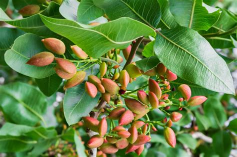 How to Plant and Grow Pistachio Trees