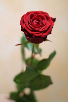 fiore la rosa rosa rossa consegna a domicilio fiori e a caserta fiore la rosa rosa rossa consegna a domicilio fiori e a caserta