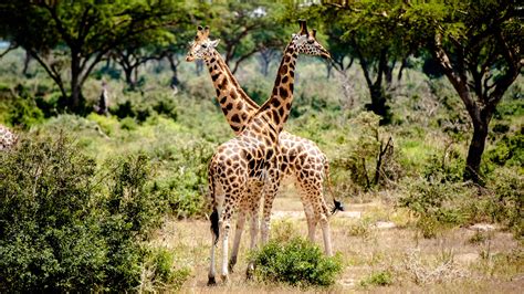 Where Does A Giraffe Live