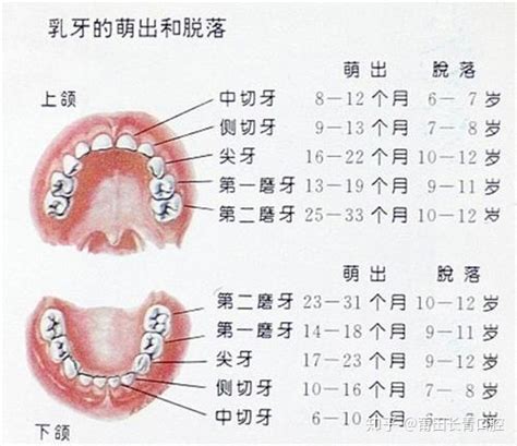 恒牙正常萌出顺序图数字（牙的萌出及乳牙恒牙交替萌出的顺序） | 说明书网