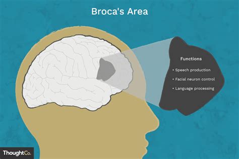 Image result for Broca's area Function