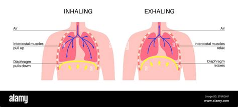 Image result for Respiratory System Breathing Process