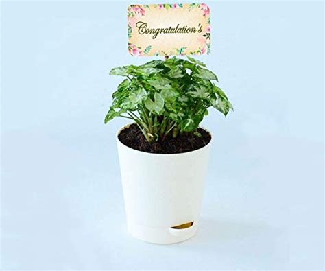 Vibrant Green Syngonium Plant In White Plastic Pot With Congratulation ...